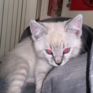 Meet your Posher, Johnny